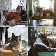 Cama Hamaca Gato Ventana Segura